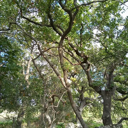 Masseria Petrore Grande Di Polimeno Alessandra * 库特罗菲安诺